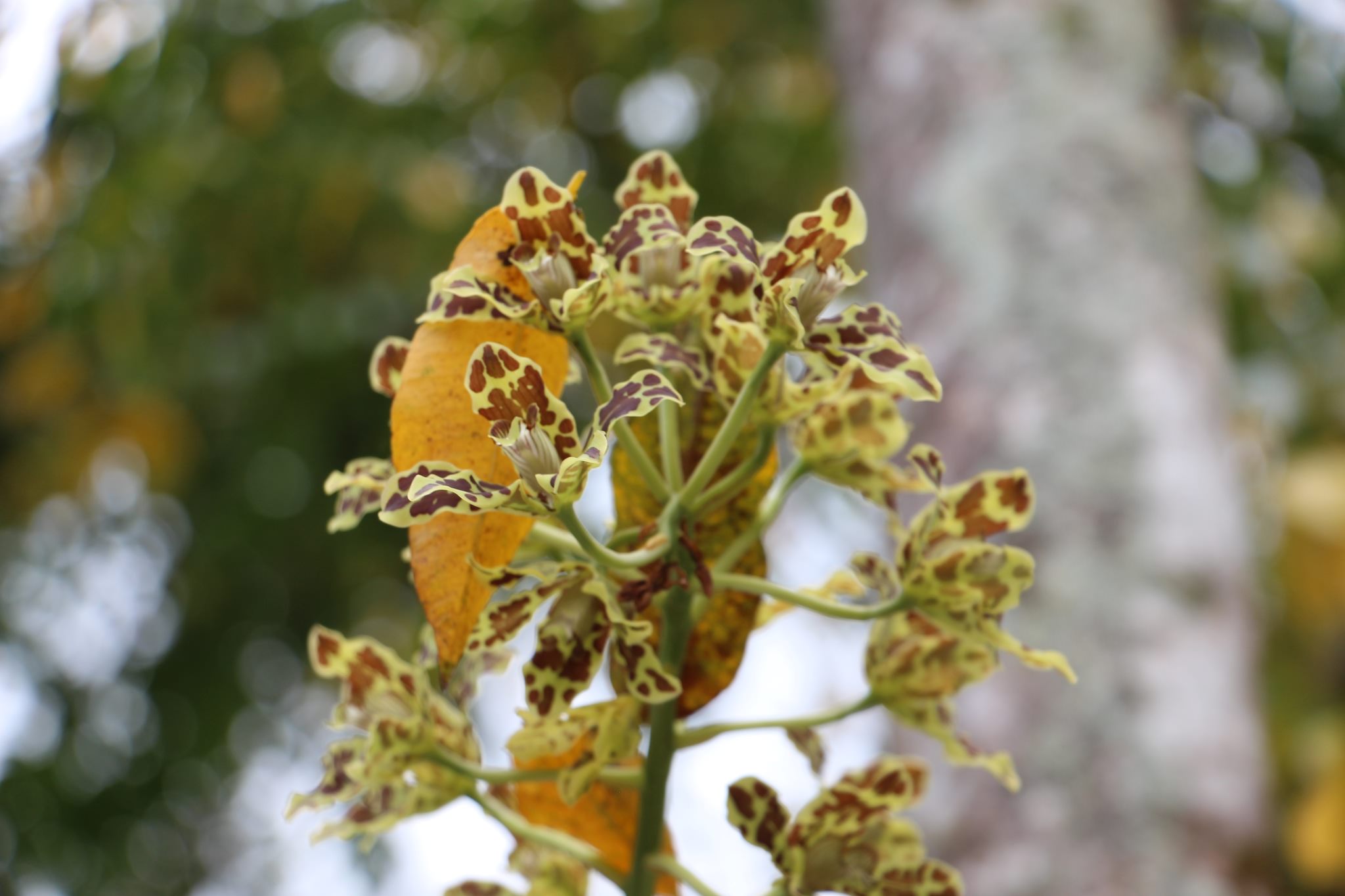 Epidendrum veroscriptum
